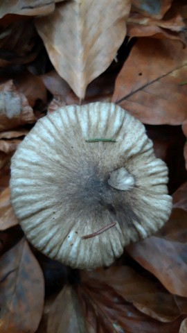 Hygrophorus olivaceoalbus