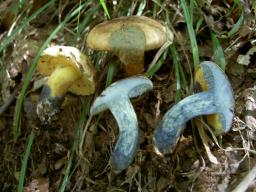 Cyanoboletus pulverulentus