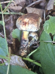 Cyanoboletus pulverulentus
