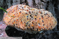 Pseudoinonotus dryadeus