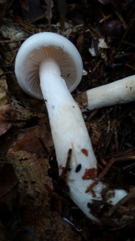 Hygrophorus cossus