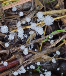 Coprinellus heptemerus