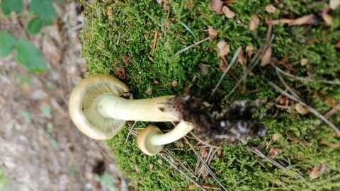 Hypholoma fasciculare