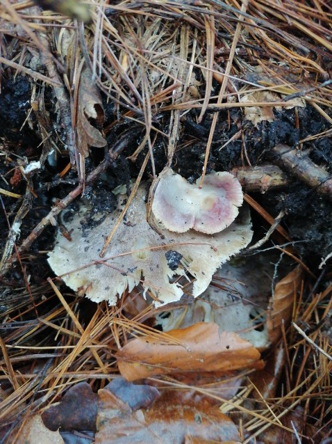 Tricholoma portentosum