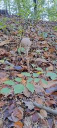 Macrolepiota procera