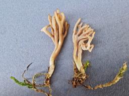 Clavulinopsis umbrinella