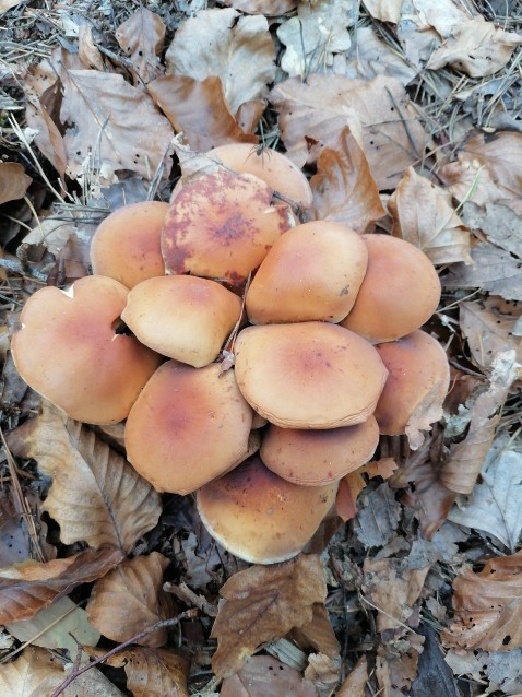 Hypholoma lateritium