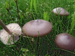 Entoloma sericeum