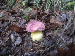 Butyriboletus regius