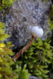 Tulostoma brumale