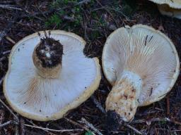 Lactarius intermedius