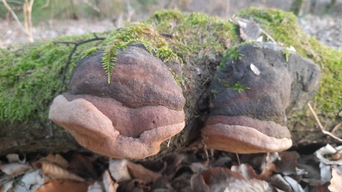 Fomitiporia robusta