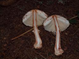 Chlorophyllum rhacodes