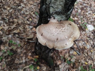 Fomitopsis betulina