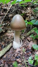 Amanita spadicea