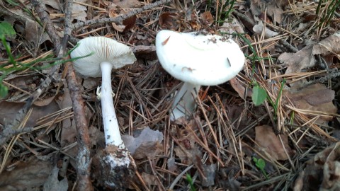 Amanita citrina