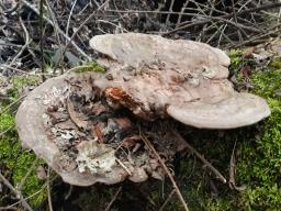 Ganoderma applanatum