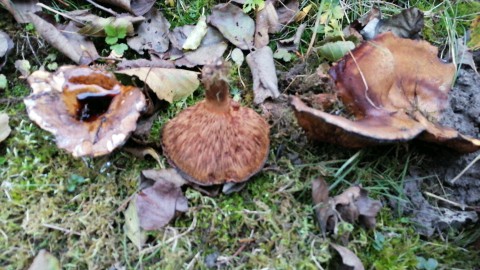 Paxillus involutus