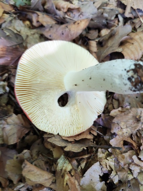 Russula paludosa