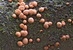 Nectria cinnabarina