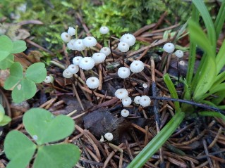 Marasmius wettsteinii