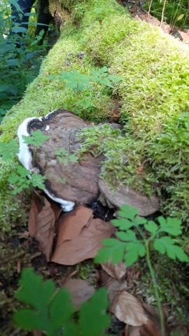 Ganoderma applanatum