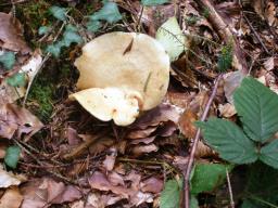 Lactarius illyricus