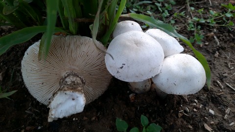 Leucoagaricus leucothites