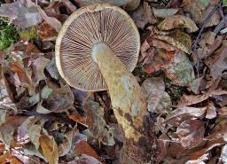 Phlegmacium cliduchum