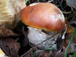 Amanita caesarea