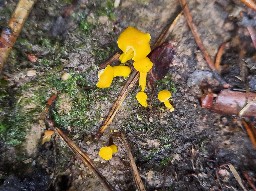 Cantharellus friesii