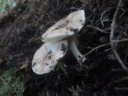 Leucoagaricus cupresseus