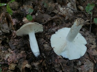 Russula aeruginea