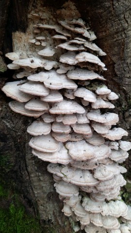 Trichaptum biforme