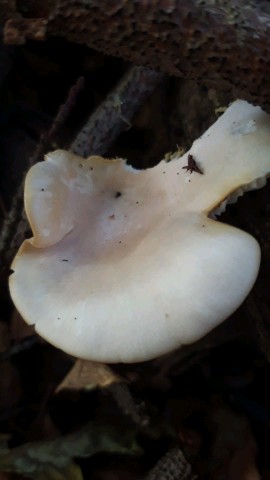 Pleurotus pulmonarius