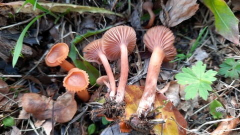 Laccaria laccata