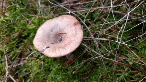 Pseudoclitocybe cyathiformis