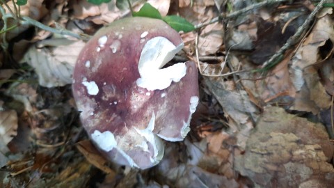 Russula olivacea