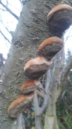 Phellinus pomaceus