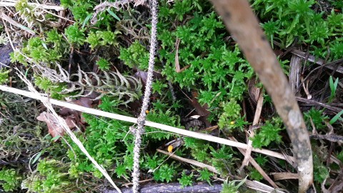 Mitrula paludosa