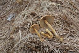 Agrocybe ochracea