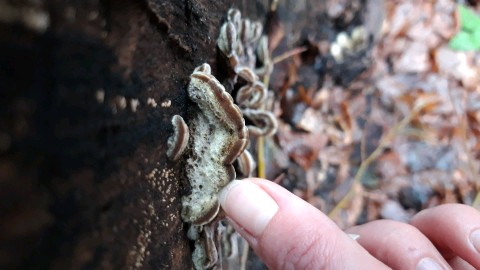 Auricularia mesenterica