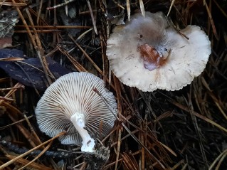 Rhizocybe pruinosa