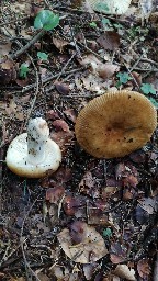 Russula grata