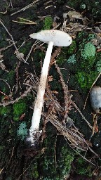 Amanita fulva