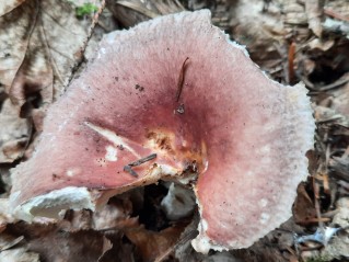 Russula vesca