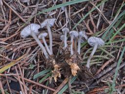 Mycena pseudopicta