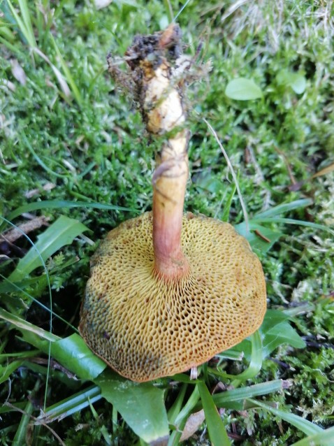 Rheubarbariboletus armeniacus