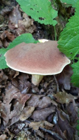 Xerocomus coniferarum