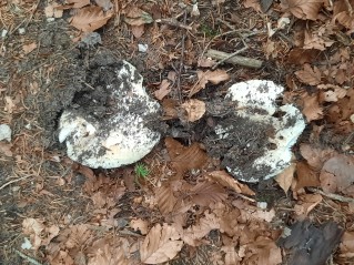 Russula delica